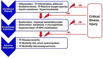 Childhood Obesity, Endothelial Cell Activation, and Critical Illness